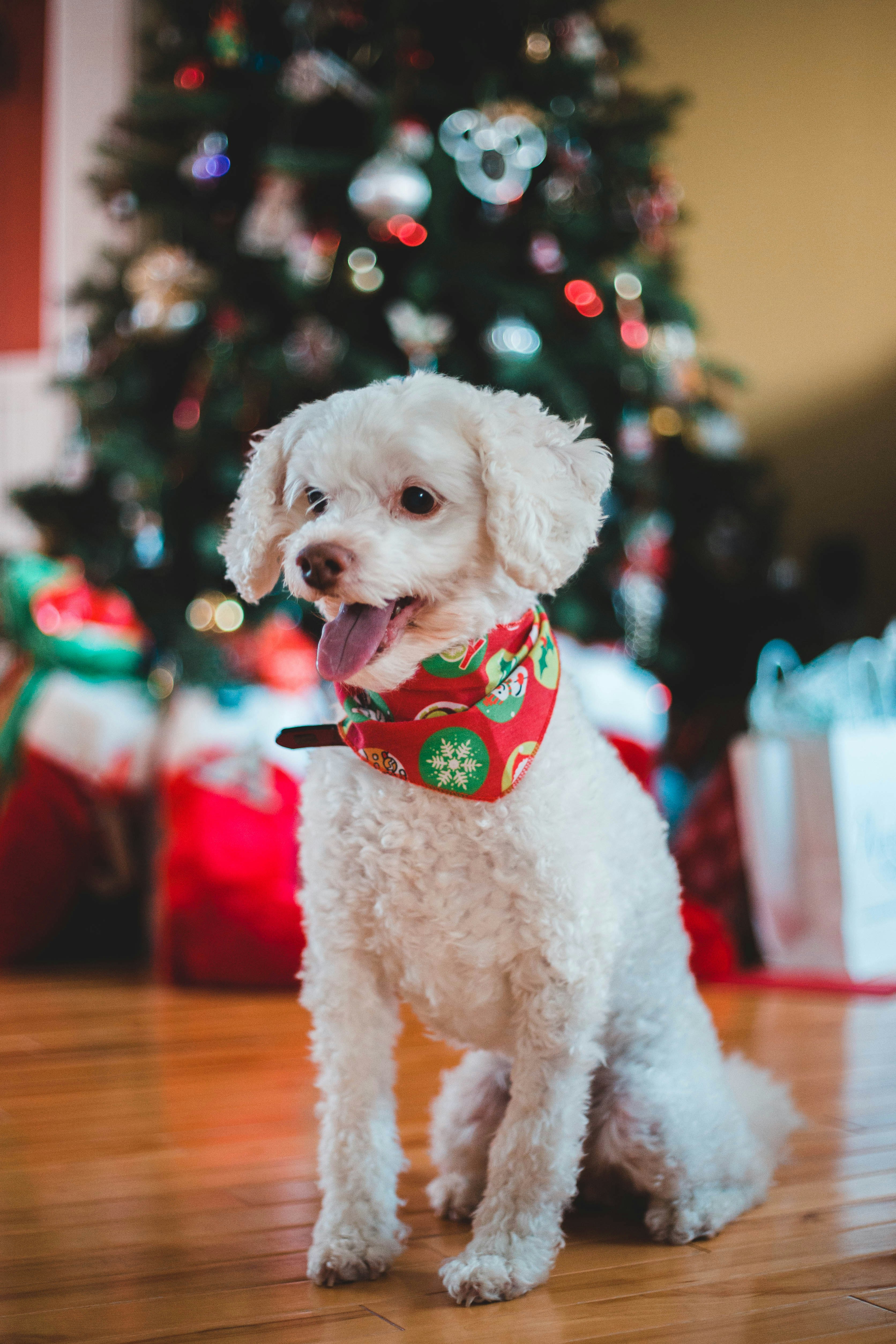 long-coated white dog on wooden surface with red and green colalr